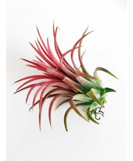 Luchtplant Ionantha Red