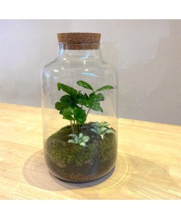Plantenbiotoop in glazen...